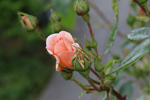 A pale peach-colored rose in a garden