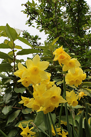 Yellow daffodils growing in a garden