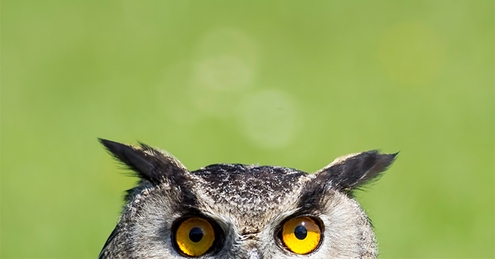 an owl peeking up from the bottom edge of the photo