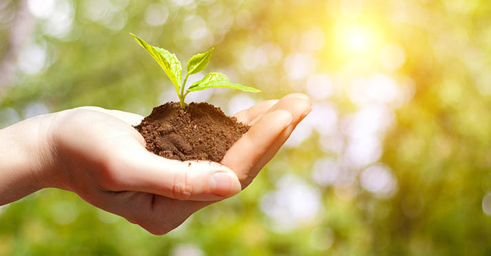 Sprout growing in the hand of businesswoman.